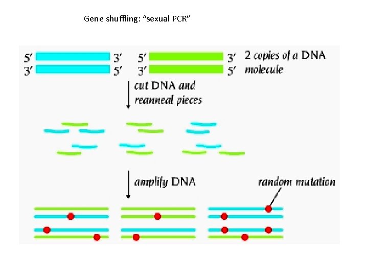 Gene shuffling: “sexual PCR” 