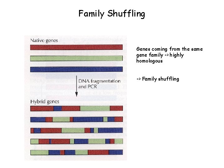 Family Shuffling Genes coming from the same gene family -> highly homologous -> Family