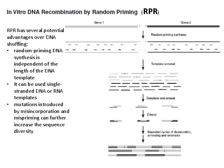 (RPR) RPR has several potential advantages over DNA shuffling: • random-priming DNA synthesis is