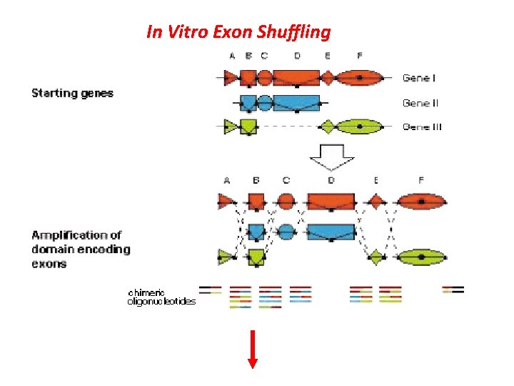 In Vitro Exon Shuffling 