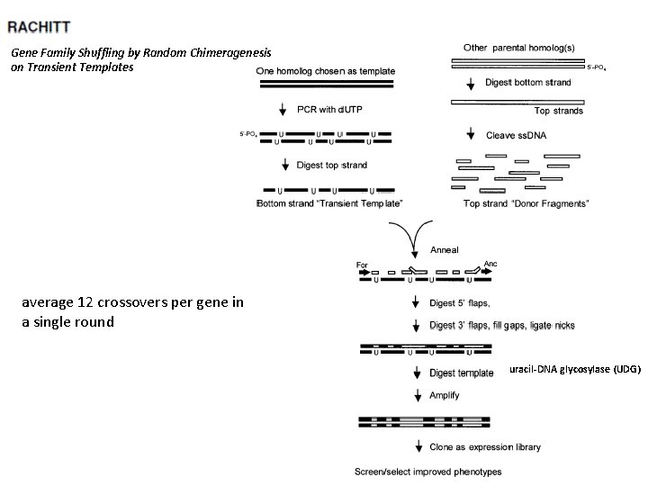 Gene Family Shuffling by Random Chimeragenesis on Transient Templates average 12 crossovers per gene