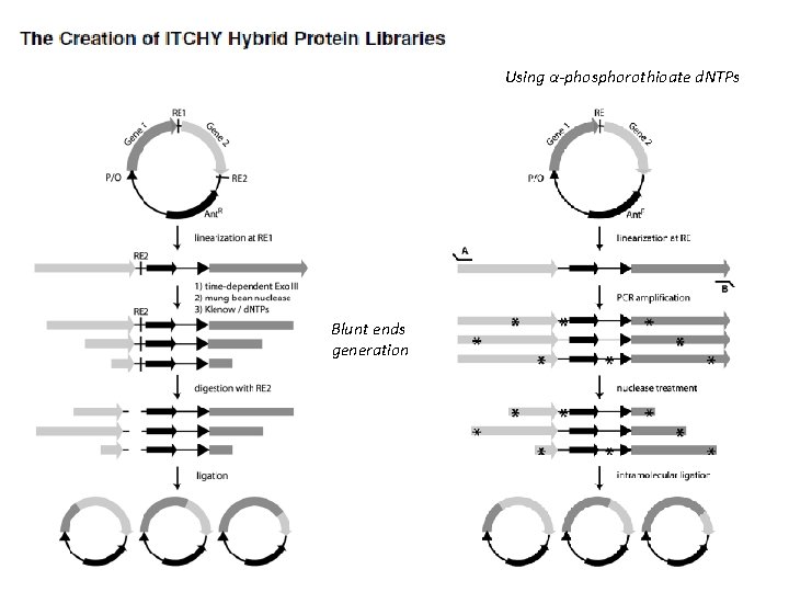 Using α-phosphorothioate d. NTPs Blunt ends generation 