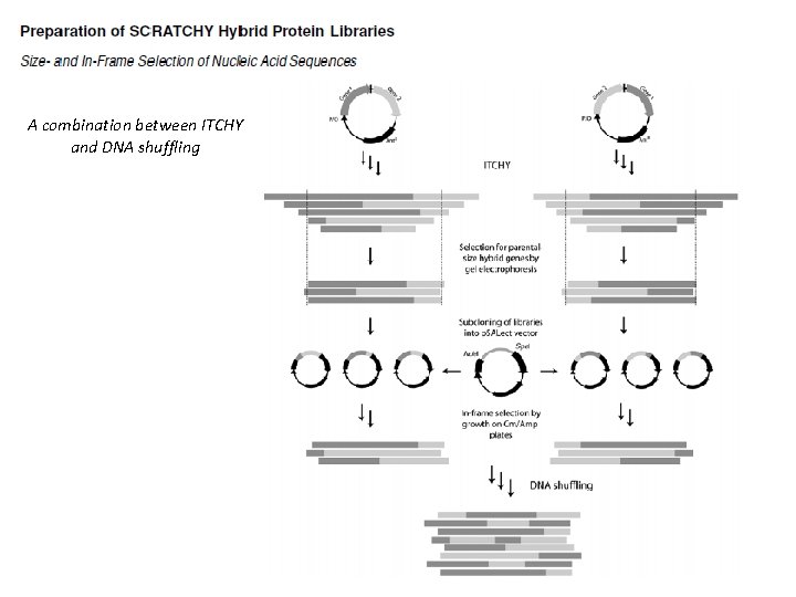 A combination between ITCHY and DNA shuffling 