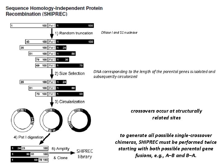 DNase I and S 1 nuclease DNA corresponding to the length of the parental