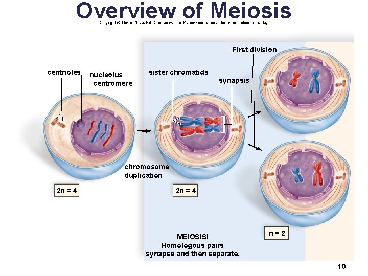 Overview of Meiosis Copyright © The Mc. Graw-Hill Companies, Inc. Permission required for reproduction