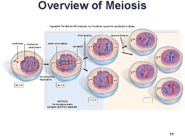 Overview of Meiosis Copyright © The Mc. Graw-Hill Companies, Inc. Permission required for reproduction