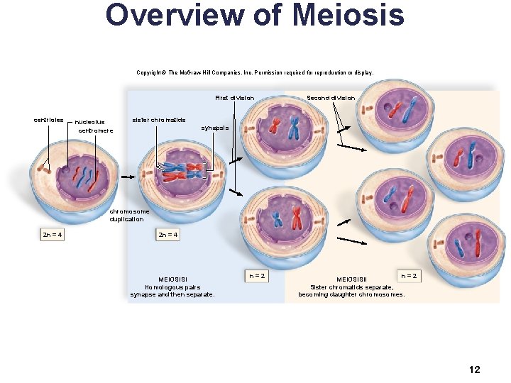 Overview of Meiosis Copyright © The Mc. Graw-Hill Companies, Inc. Permission required for reproduction