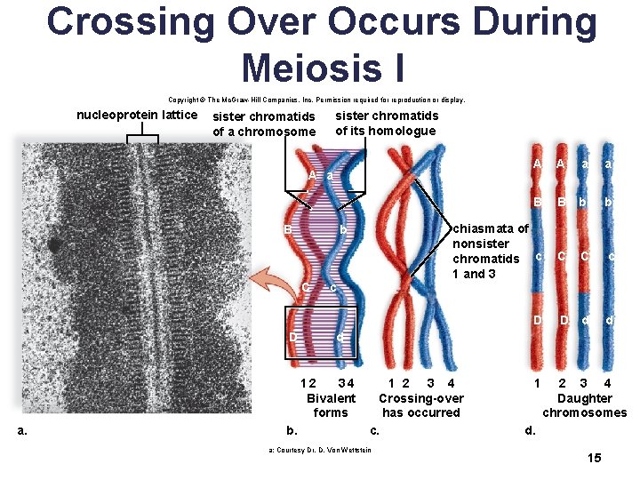 Crossing Over Occurs During Meiosis I Copyright © The Mc. Graw-Hill Companies, Inc. Permission