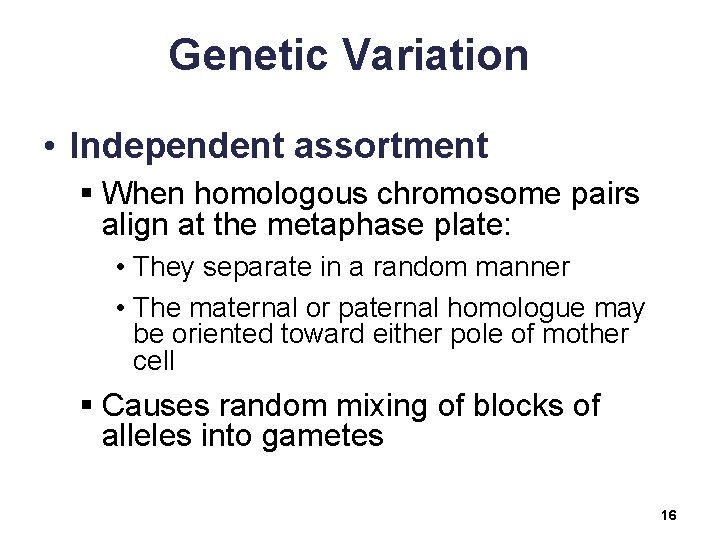 Genetic Variation • Independent assortment § When homologous chromosome pairs align at the metaphase