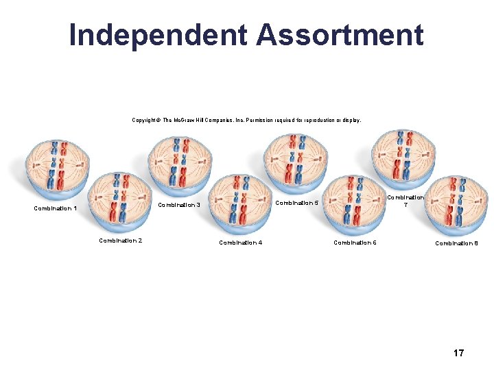 Independent Assortment Copyright © The Mc. Graw-Hill Companies, Inc. Permission required for reproduction or