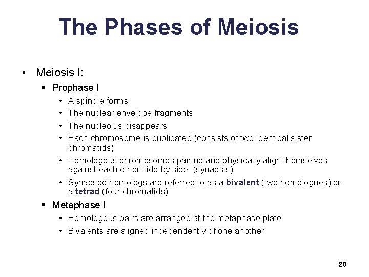 The Phases of Meiosis • Meiosis I: § Prophase I • • A spindle