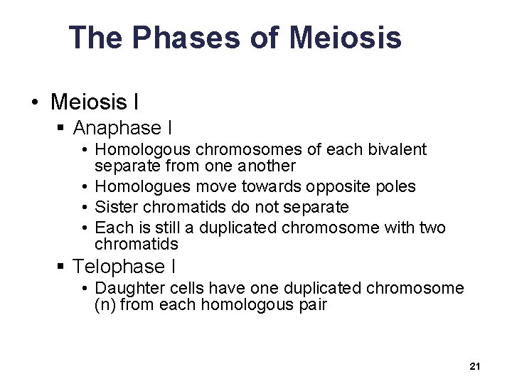 The Phases of Meiosis • Meiosis I § Anaphase I • Homologous chromosomes of