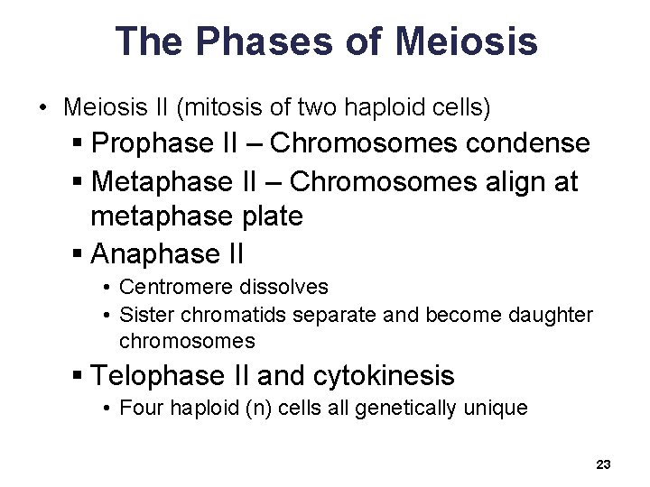 The Phases of Meiosis • Meiosis II (mitosis of two haploid cells) § Prophase