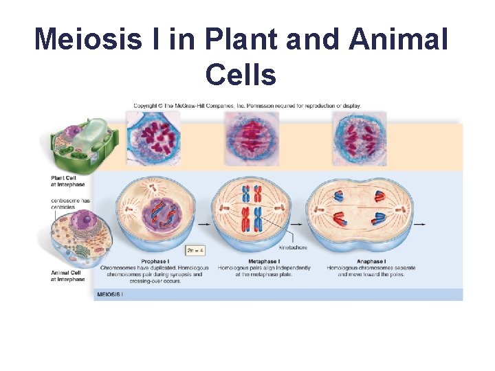 Meiosis I in Plant and Animal Cells 