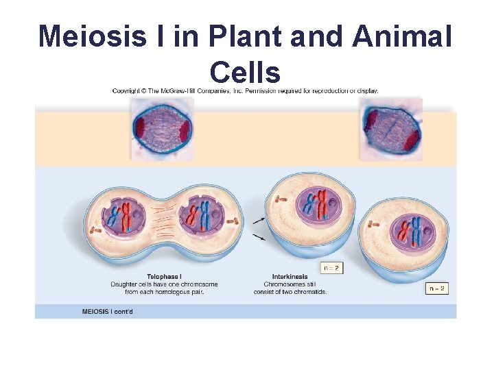 Meiosis I in Plant and Animal Cells 