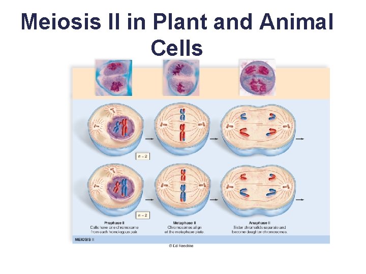 Meiosis II in Plant and Animal Cells 