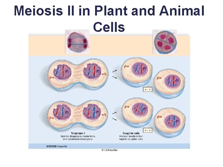 Meiosis II in Plant and Animal Cells 