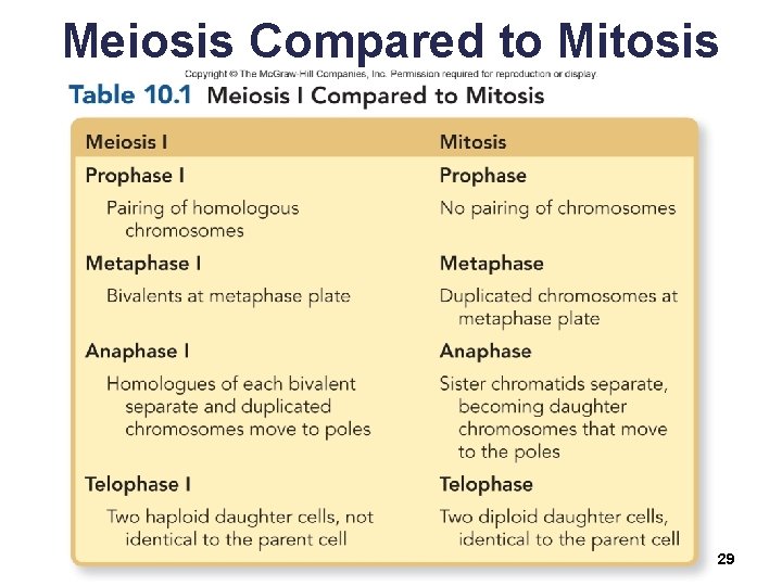 Meiosis Compared to Mitosis 29 