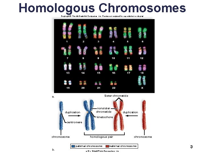 Homologous Chromosomes Copyright © The Mc. Graw-Hill Companies, Inc. Permission required for reproduction or