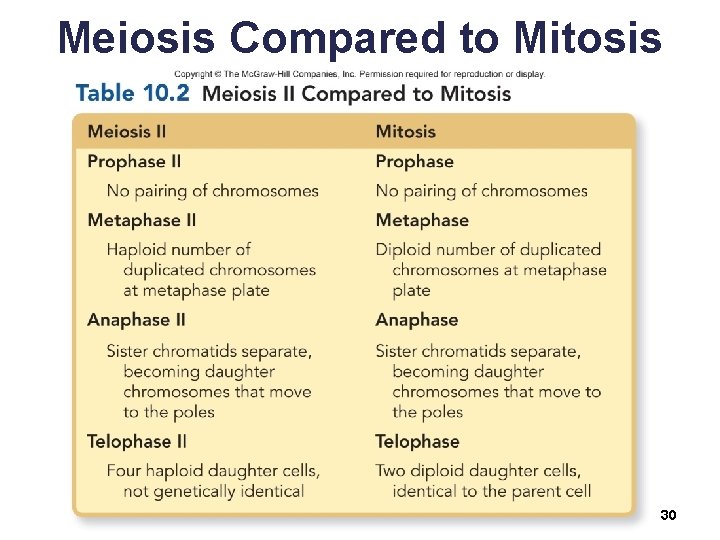 Meiosis Compared to Mitosis 30 