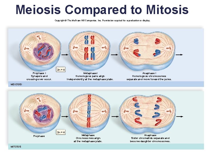 Meiosis Compared to Mitosis Copyright © The Mc. Graw-Hill Companies, Inc. Permission required for