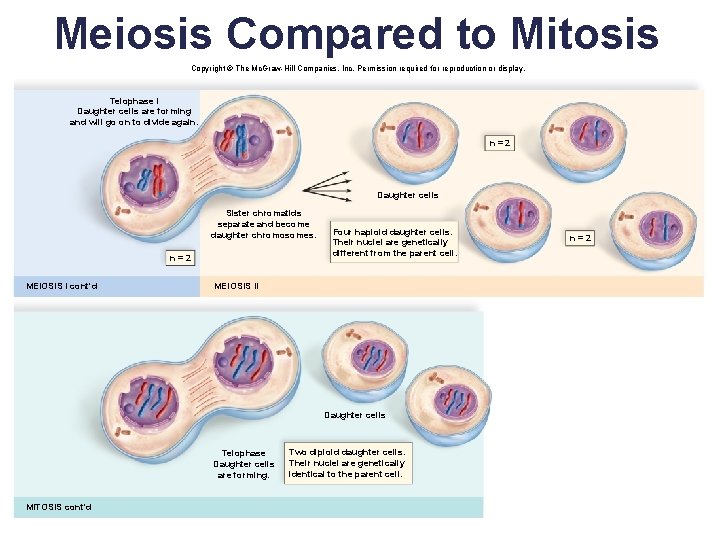 Meiosis Compared to Mitosis Copyright © The Mc. Graw-Hill Companies, Inc. Permission required for