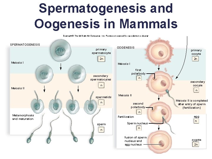 Spermatogenesis and Oogenesis in Mammals Copyright © The Mc. Graw-Hill Companies, Inc. Permission required