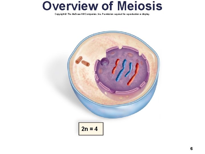 Overview of Meiosis Copyright © The Mc. Graw-Hill Companies, Inc. Permission required for reproduction