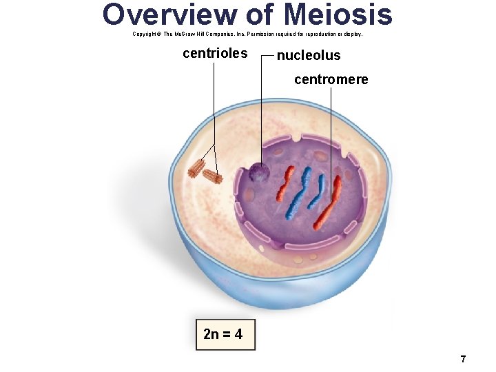 Overview of Meiosis Copyright © The Mc. Graw-Hill Companies, Inc. Permission required for reproduction