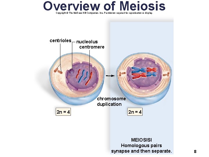 Overview of Meiosis Copyright © The Mc. Graw-Hill Companies, Inc. Permission required for reproduction