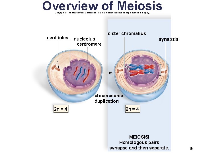 Overview of Meiosis Copyright © The Mc. Graw-Hill Companies, Inc. Permission required for reproduction