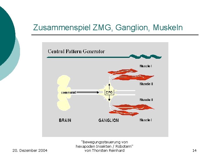 Zusammenspiel ZMG, Ganglion, Muskeln 20. Dezember 2004 "Bewegungssteuerung von hexapoden Insekten / Robotern" von