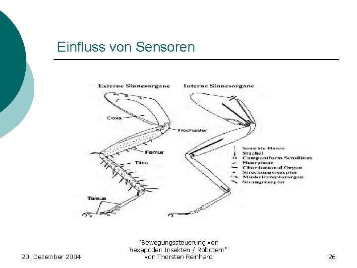 Einfluss von Sensoren 20. Dezember 2004 "Bewegungssteuerung von hexapoden Insekten / Robotern" von Thorsten