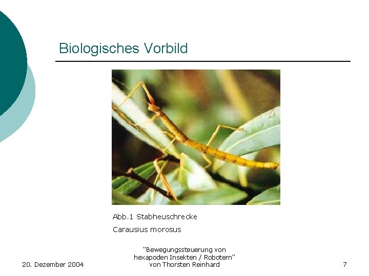 Biologisches Vorbild Abb. 1 Stabheuschrecke Carausius morosus 20. Dezember 2004 "Bewegungssteuerung von hexapoden Insekten