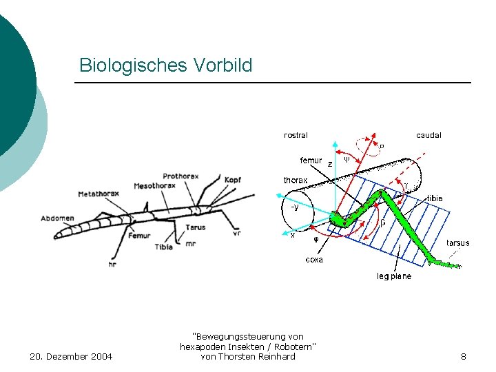 Biologisches Vorbild 20. Dezember 2004 "Bewegungssteuerung von hexapoden Insekten / Robotern" von Thorsten Reinhard
