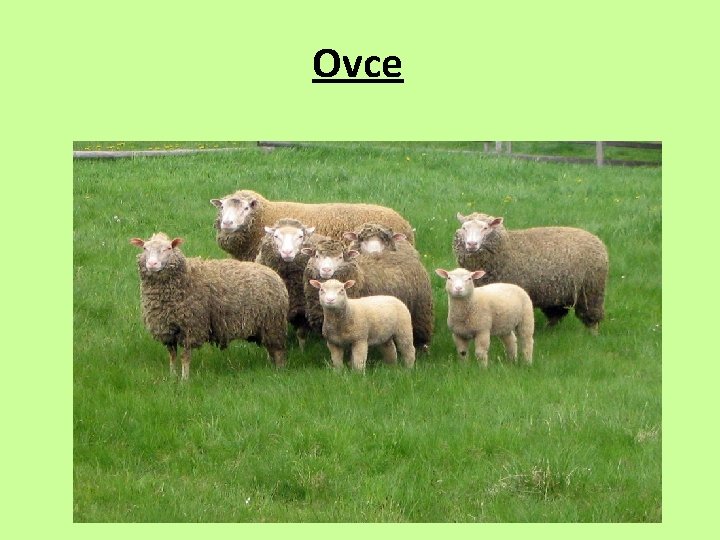 Ovce 