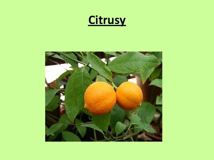 Citrusy 