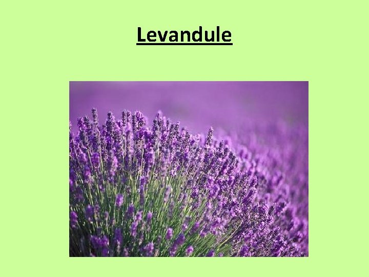 Levandule 