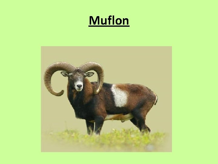 Muflon 