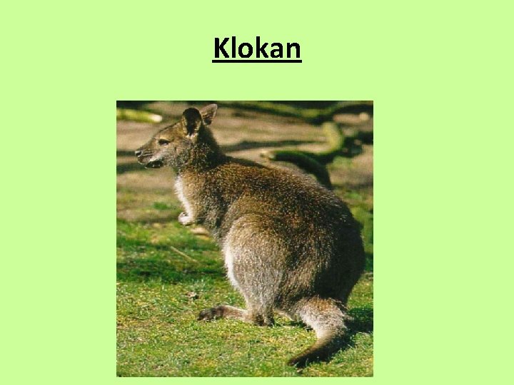 Klokan 