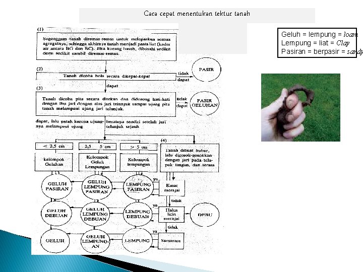 Cara cepat menentukan tektur tanah Geluh = lempung = loam Lempung = liat =