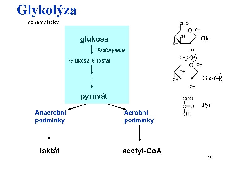 Glykolýza schematicky Glc glukosa fosforylace Glukosa-6 -fosfát Glc-6 -P pyruvát Pyr Anaerobní podmínky laktát