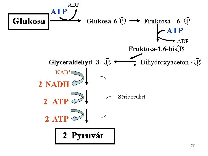 Glukosa ATP ADP Glukosa-6 -P Fruktosa - 6 - P ATP ADP Fruktosa-1, 6