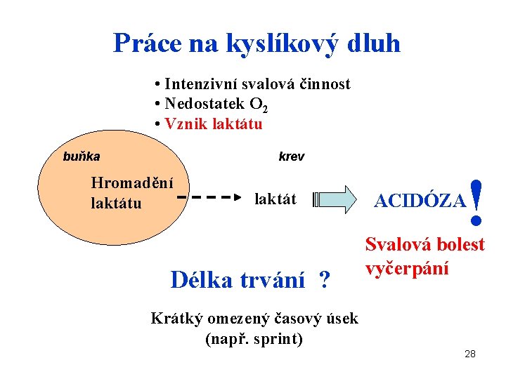 Práce na kyslíkový dluh • Intenzivní svalová činnost • Nedostatek O 2 • Vznik