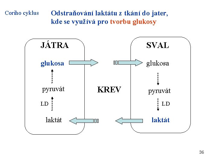 Odstraňování laktátu z tkání do jater, kde se využívá pro tvorbu glukosy Coriho cyklus