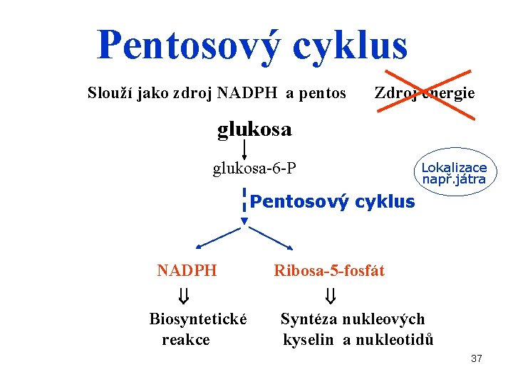 Pentosový cyklus Slouží jako zdroj NADPH a pentos Zdroj energie glukosa-6 -P Lokalizace např.