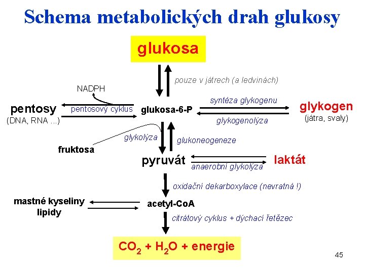 Schema metabolických drah glukosy glukosa pouze v játrech (a ledvinách) NADPH pentosy pentosový cyklus