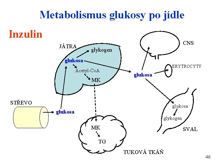Metabolismus glukosy po jídle Inzulin JÁTRA CNS glykogen glukosa Acetyl-Co. A MK ERYTROCYTY glukosa