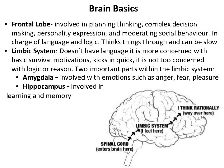 Brain Basics • Frontal Lobe- involved in planning thinking, complex decision making, personality expression,