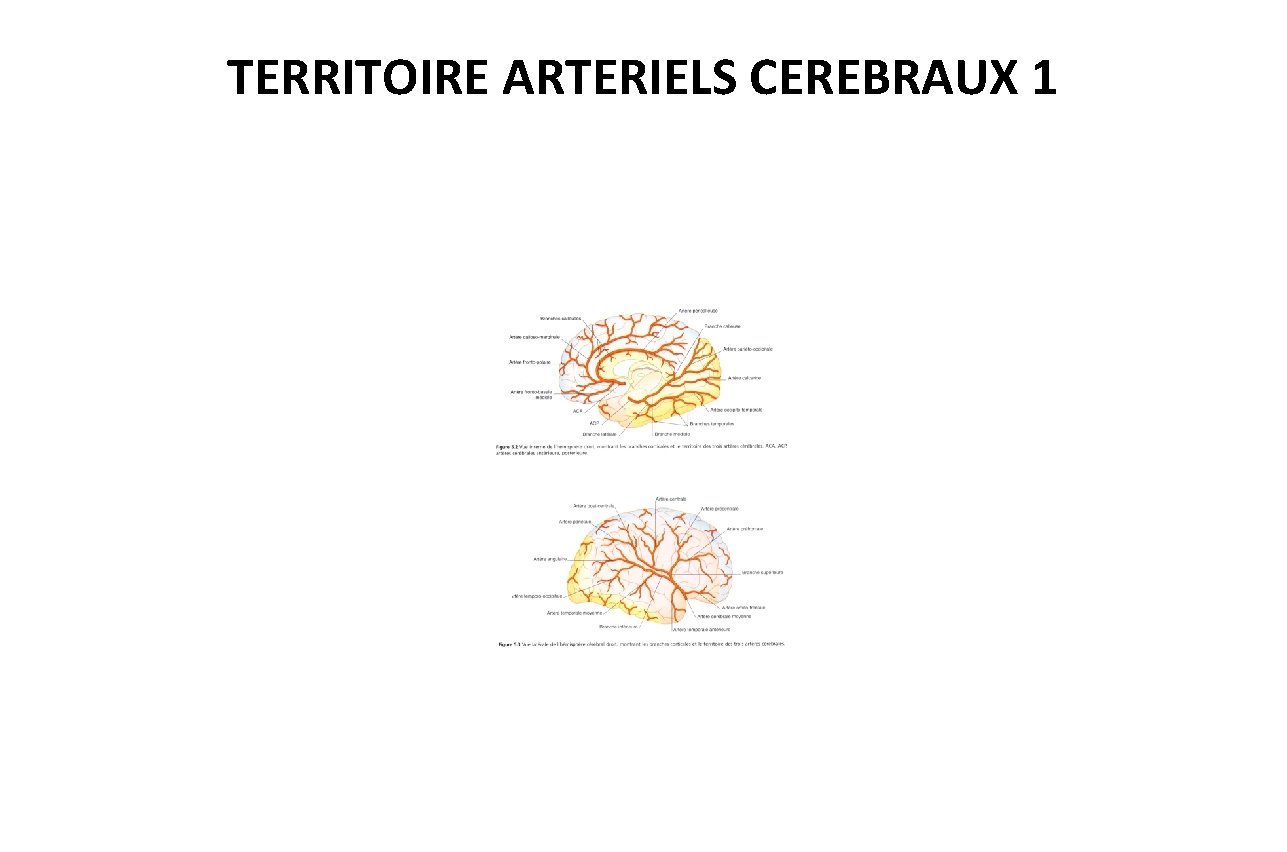 TERRITOIRE ARTERIELS CEREBRAUX 1 